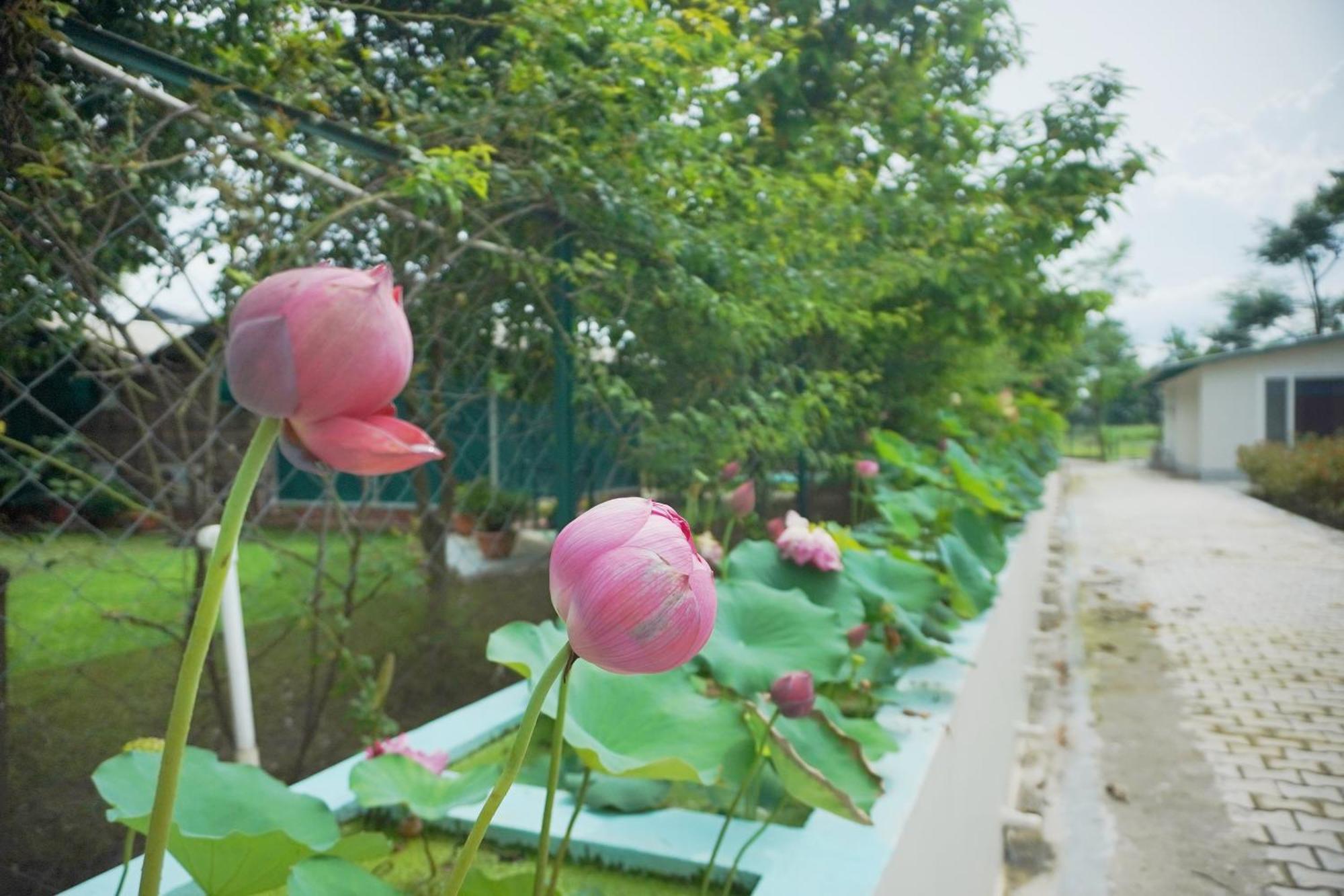 Sukoon - A Wellness Resort, Uttarakhand Chuharpur Εξωτερικό φωτογραφία